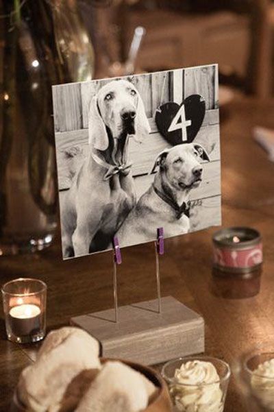 Dog Table Numbers | Dog Wedding Ideas Picture Wedding Centerpieces, Event Planning Guide, Picture Table, Diy Wedding Table, Dog Table, Wedding Pets, Wedding Centerpieces Diy, Wedding Pins, Dog Wedding