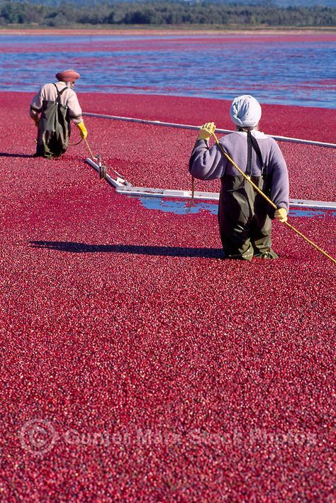 Richmond, BC, British Columbia, Canada - East Indian Agricultural Workers harvesting Cranberries (Vaccinium macrocarpon) with Bog Boom in Flooded Field on Cranberry Farm Cranberry Farm, Cranberry Bog, Canada Pictures, Canada Images, Ocean Spray, 2nd Anniversary, Inspo Board, British Columbia Canada, Vancouver Canada