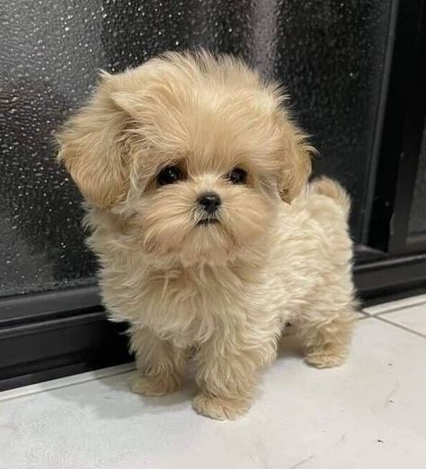 Cute Fluffy Dogs, Cute Small Dogs, Cute Dogs Images, Very Cute Puppies, Super Cute Puppies, Cute Small Animals, Cute Dog Photos, 강아지 그림, Cute Animals Puppies