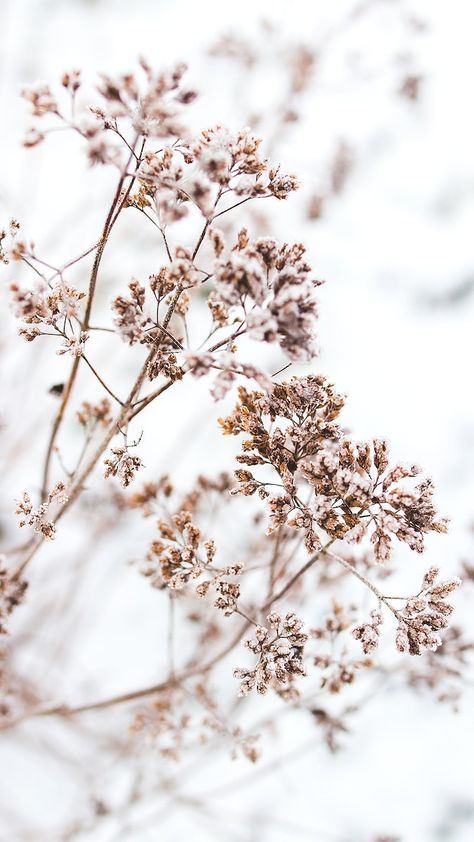 Dead flowers iphone wallpaper winter background, beautiful HD image | free image by rawpixel.com / Karolina / Kaboompics Winter Wallpapers Aesthetic Iphone, Winter Flowers Wallpaper, Flowers Iphone Wallpaper, Vintage Public Domain, Wallpaper Background Aesthetic, Dead Flowers, Iphone Wallpaper Winter, Wallpaper Winter, Butterfly Background