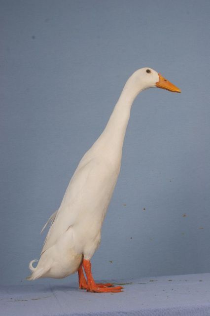 the Indian Runner Duck Raising Ducks, Runner Ducks, Garden Animals, Chandler Bing, White Duck, Jolie Photo, Swans, Birdhouse, 귀여운 동물