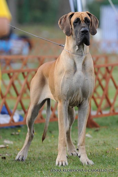 Fawn Great Dane Brown Great Dane, Fawn Great Dane, Great Dane Photography, Great Dane Full Grown, Fawnequin Great Dane, Great Dane Colors, Blue Merle Great Dane, Blue Fawn Great Dane, Great Dane Funny