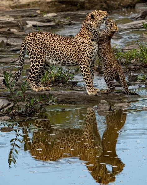 Wild Cat Breeds, Jaguar Panther, African Nature, African Leopard, Animals Of Africa, Awesome Animals, Animal References, African Wildlife, Cheetahs