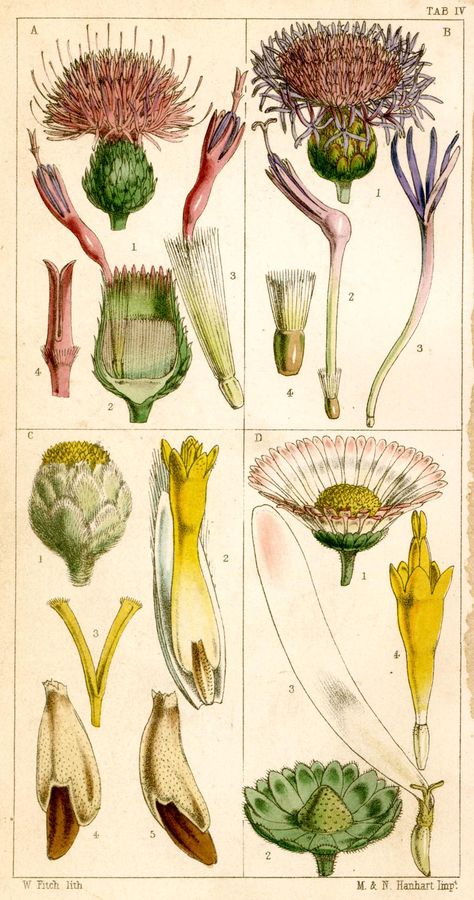 Centauria (Bachelor's button) tab iv by Walter Hood Fitch (Glasgow, 1817–1892). Handcoloured engraving. Fitch produced some 10,000 drawings for various publications, including 2,700 illustrations for Curtis's Botanical Magazine Scientific Witchery, Boho Plants, Botanical Drawing, Illustration Botanique, Vintage Drawing, Vintage Botanical Prints, Scientific Illustration, Illustration Vintage, Art Et Illustration