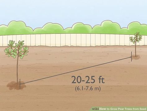 How to Grow Pear Trees from Seed (with Pictures) - wikiHow Pear Trees, Fruit Seeds, Garden Store, Fruit Tree, Peat Moss, Juicy Fruit, A Fruit, Growing Tree, Potting Soil