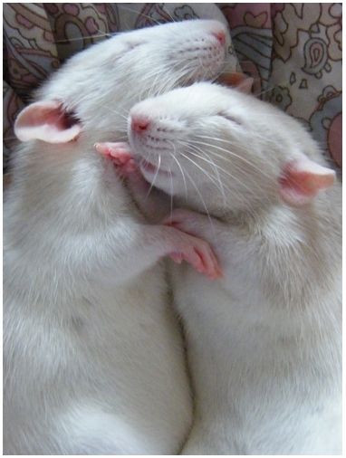 Rats Cuddling, Fancy Rat, Cute Rats, Pet Mice, Gerbil, Pet Rats, Little Critter, Hamsters, Sweet Animals