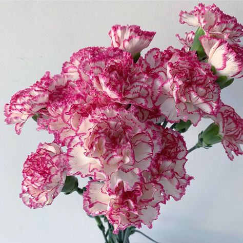 Carnations In A Vase, Carnation Flower Aesthetic, Carnation Aesthetic, Carnation Flower Bouquet, Carnations Bouquet, Carnations Flower, Flowers Carnations, Good Flowers, Carnation Bouquet