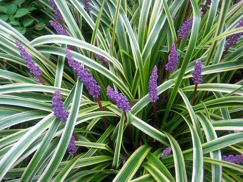 Liriope -- a relatively short "grass" in the lily family which can be used as an ornamental ground cover in the shadier parts of the lawn. Variegated Liriope, Garden Grasses, Lily Turf, Monkey Grass, Liriope Muscari, Grasses Landscaping, Grasses Garden, Garden Shrubs, Etsy Diy