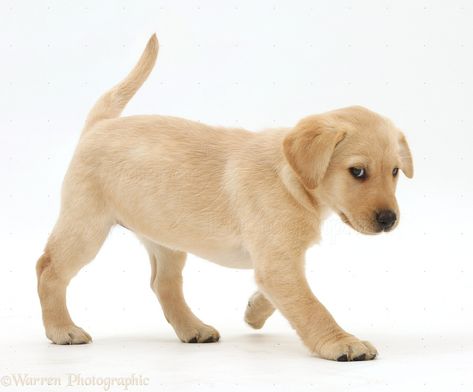 Puppy Reference, Walking Photo, Puppy Walking, Yellow Labrador Puppy, Dogs Walking, Yellow Lab Puppies, Labrador Retriever Puppy, Dog Anatomy, Yellow Labrador Retriever