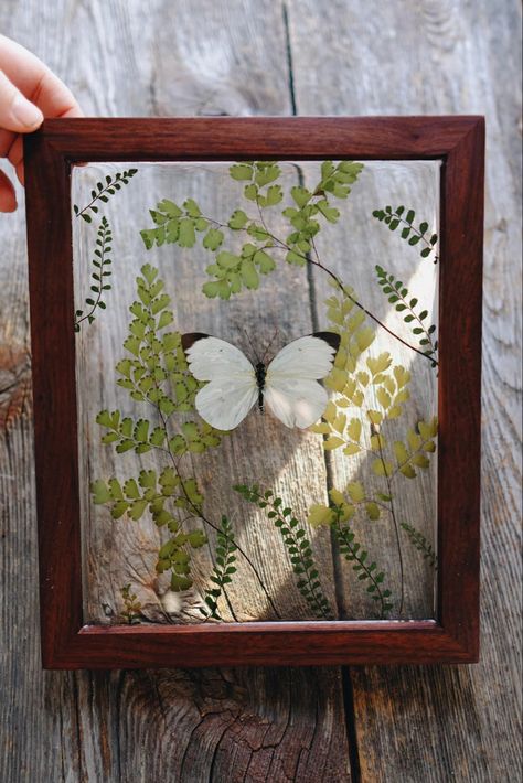 Butterfly Taxidermy Art, Entomology Decor, Taxidermy Butterflies, Bug Taxidermy, Oddities Decor, Entomology Art, Butterfly Taxidermy, Jar Display, Insect Taxidermy