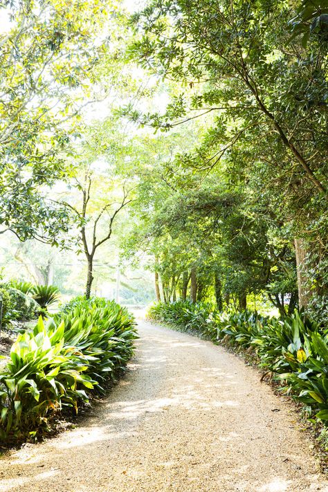 Lined Driveway, Tree Lined Driveway, Gravel Driveway, Driveway Entrance, Driveway Design, Driveway Landscaping, Georgia Homes, Pea Gravel, Country Landscaping