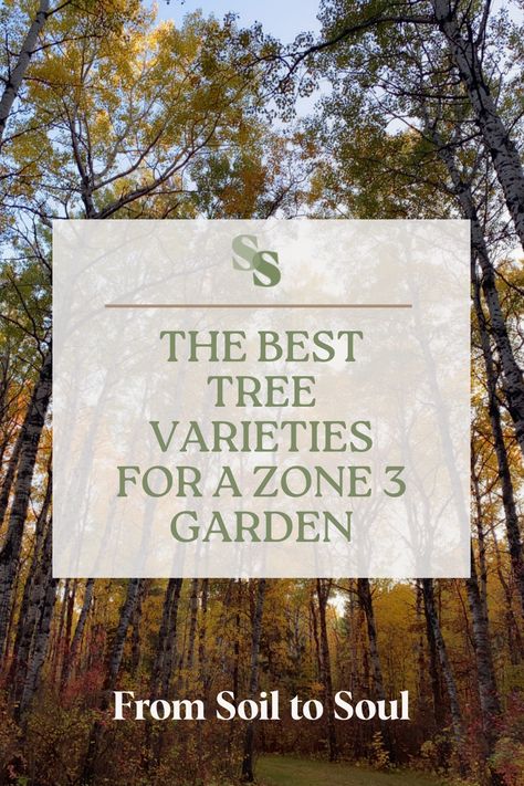 Your master list of the various tree varieties that thrive in Zone 3, including hybrid varieties with annual growth rates of +3ft! Zone 3 Trees And Shrubs, Zone 3 Trees, Zone 3 Landscaping, Flowering Crabapple, Fall Gardening, Poplar Tree, Columnar Trees, Pretty Trees, Master List