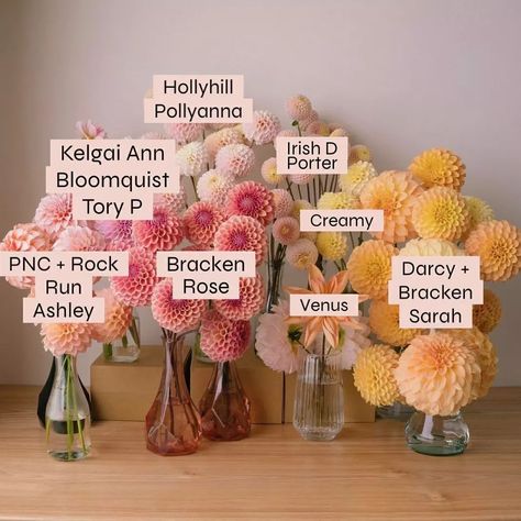 Dahlia Society on Instagram: “Swipe left to know the variety 😊 & tell me which one is your most favourite. . . Credit : @blushingbloomsto << please visit this account…” Pretty Flower Names, Dahlia Flower Garden, Farmers Market Flowers, Bouquet Recipe, Flower Reference, Dug Out, Vegetable Garden Tips, Dahlias Garden, Candle Wedding Decor