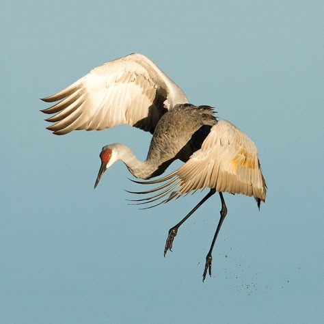 Crane Drawing, Crane Tattoo, Sandhill Cranes, Sandhill Crane, Tattoo Animal, Crane Bird, Bird Tattoo, Herons, Animal Reference