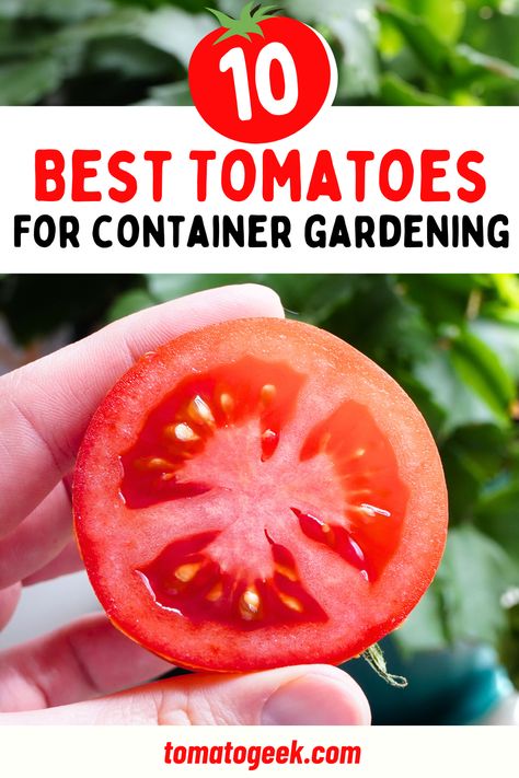 best tomatoes for container gardening Tomato In Container, Tomato Plants In Pots, Tomatoes In A Pot, Gardening In Containers, Tomato Container Gardening, Patio Tomatoes, Growing Cherry Tomatoes, Growing In Containers, Growing In Pots