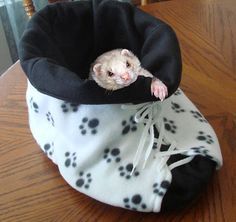 Diy Fabric Shoes, Ferret Diy, Ferret Accessories, Ferret Ideas, Ferret Toys, Ferret Stuff, Ferret Cage, Funny Ferrets, A Ferret