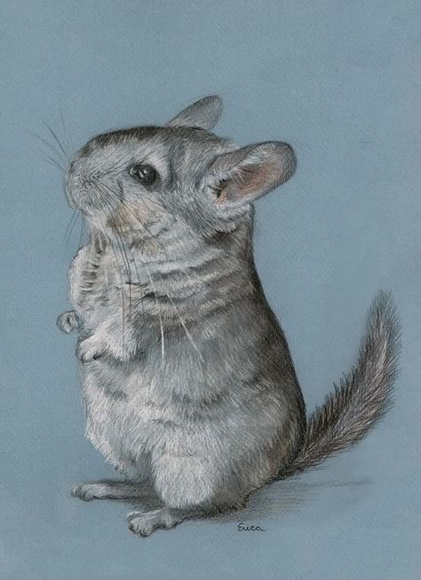 Chinchilla Drawing---amazing!! thought it was a photo! I really like chinchillas so I may attempt this. Chinchilla Drawing, Pet Chinchilla, Drawing Amazing, Cute Chinchilla, Chinchilla Pet, Chinchillas, Amazing Drawings, Cartoon Gifs, Arte Animal