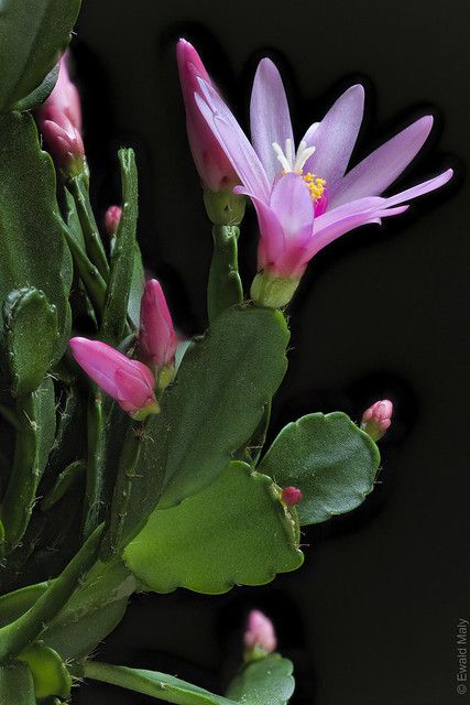 Christmas Cactus Care, Christmas Cactus Plant, Easter Cactus, Cactus Pictures, Holiday Cactus, Cactus Care, House Plant Pots, Christmas Cactus, Unusual Plants