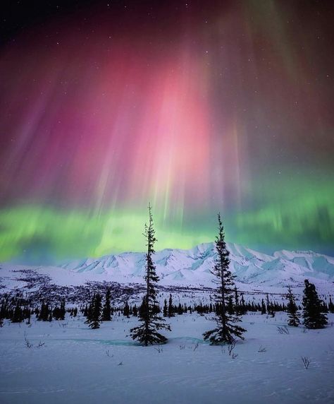 Northern lights over Denali Alaska Northern Lights, Backcountry Camping, Bear Spray, Denali National Park, Wild Heart, The Northern Lights, March 2023, Beautiful Sights, Lake Superior