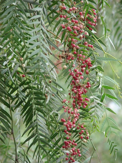 starr-070313-5621-Schinus_molle-fruit_and_leaves-Omaopio-Maui by Starr Environmental Hanging Plants Diy, Pepper Tree, Garden Flower Beds, Hanging Plants Indoor, Light Pink Flowers, Flower Names, Perfect Garden, Tree Leaves, Bridal Flowers