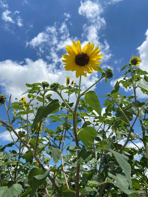 Finding #beauty in the simple things #wild #sunflower Wild Sunflower, Simple Things, Sunflower, Beauty