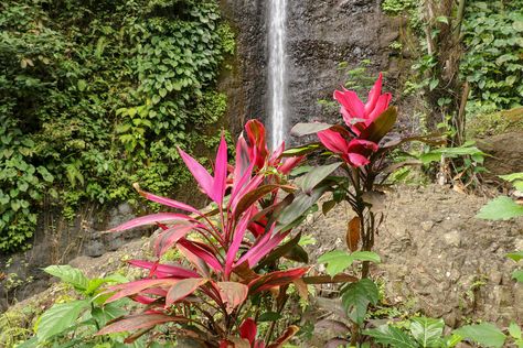 Ti Plant Guide: How to Grow and Care for Hawaiian Ti Plants - 2022 - MasterClass Hawaiian Ti Plant, Cordyline Fruticosa, Cabbage Plant, Ti Plant, Plant Indoor, Family Stock Photo, Plant Guide, Neem Oil, Foliage Plants