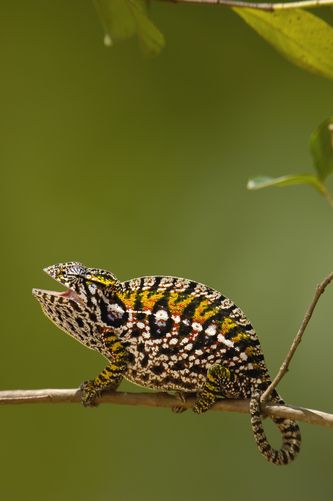 Lateralis Carpet Chameleon, Chameleon Facts, Karma Chameleon, Chameleon Art, Reptile Tank, Komodo Dragon, Chameleons, Incredible Creatures, Rare Animals