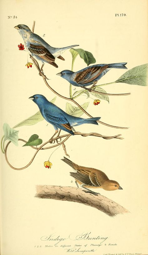 v 3 - The birds of America : John J Audubon, 1840 - Biodiversity Heritage Library Indigo Bunting, Vintage Bird Illustration, Audubon Birds, James Audubon, Birds Of America, John James Audubon, Bird Supplies, Scientific Illustration, Animal Canvas