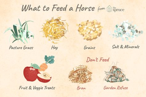 What Should You Feed Your Horses to Keep Them Healthy? Grass Hay, Horse Lessons, Horse Information, Healthy Horses, Horse Food, Horse Facts, Horse Info, Horse Therapy, Horse Feed