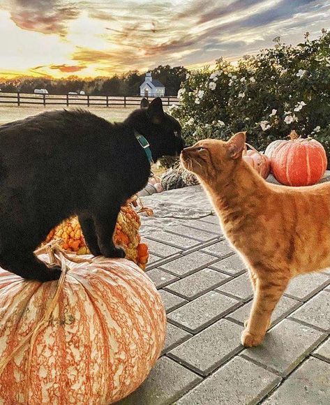 Wallpaper Gatos, Fall Cats, Red Ginger, Farmhouse Porch, Cat Pumpkin, Cute Black Cats, Cat Boarding, The Farmhouse, Ginger Cats