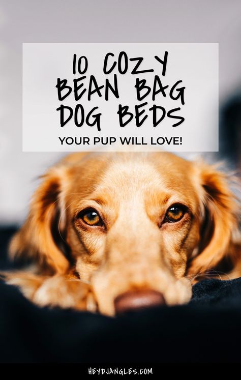 Looking for the perfect bean bag-style dog bed for your pup? Check out 10 cozy bean bag beds for dogs, right here! Large Bean Bag Bed, Cozy Bean Bag, How To Make A Bean Bag, Dog Bean Bag, Corduroy Bean Bag, Diy Bean Bag, Beds For Dogs, Bean Bag Bed, Bagel Dog