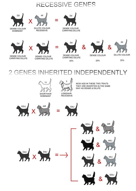 Warrior Cats Reference, Cat Genetics, Cats Reference, Different Cat Breeds, Warrior Cat Art, Cats Drawings, Draw Cats, Cat Drawing Tutorial, Tonkinese