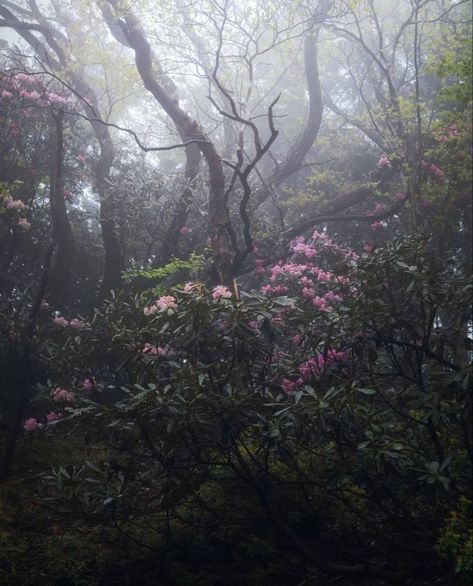 #aesthetic Mazzy Star, Sakura Tree, Flower Therapy, Nature Aesthetic, Pretty Places, Mother Earth, Pretty Flowers, Pretty Pictures, Secret Garden