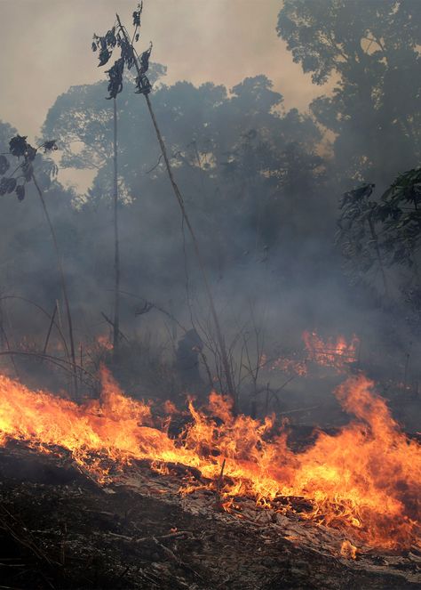 Brazil Amazon, Amazon Forest, Environmental Problem, Natural Ecosystem, Amazon Rainforest, Forest Fire, Environmental Issues, Environmental Art, The Amazon