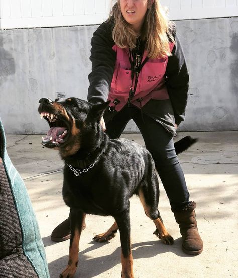 Beauceron excited to take a bite in bitework Dog Biting Reference, Dog Biting Hand, Protection Dog Aesthetic, Beauceron Aesthetic, Dog Bit By Bee, Puppy Biting Training Tips, Dog Biting, Pretty Dogs, Dog Wallpaper