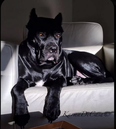 King Corso Dog, Chien Cane Corso, Tattoo Ideas Dog, Dogs Tattoo, Dog Tattoo Ideas, Cane Corso Puppies, Big Dog Breeds, Wallpaper Dog, Cane Corso Dog