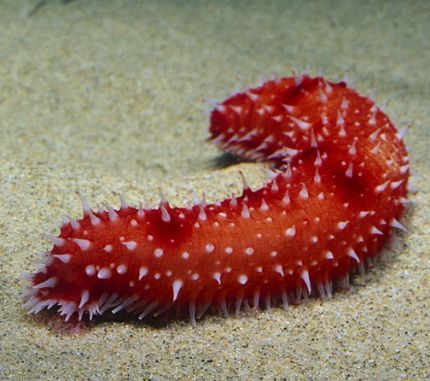 Sea Cucumbers: The body of a sea cucumber is bright orange to red in color, accented by white tentacles and tube feet. Cucumber Canning, Keystone Species, Sea Cucumber, Sea Floor, Monterey Bay Aquarium, Sea Slug, Underwater Creatures, Ocean Creatures, Marine Animals