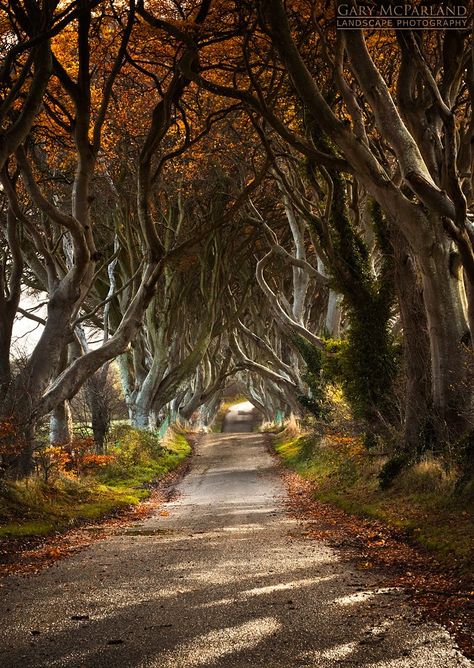 Dark Hedges Ireland, The Dark Hedges, Hedge Trees, Dark Hedges, Landscape Features, Travel Locations, Hedges, Travel Dreams, Wonders Of The World