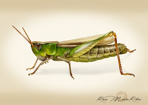 Rosa Marín Ribas scientific illustrator & animator: Grasshopper scientific illustration Entomology Illustration, Insect Photography, Science Illustration, Colored Pencil Artwork, Autumn Illustration, Beautiful Bugs, Wood Carving Patterns, Insect Art, Illustration Fashion Design