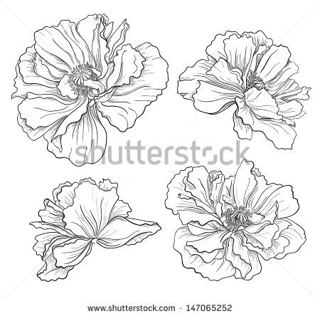 Image Nature, Flower Sketches, Floral Drawing, Plant Drawing, Vector Flowers, Botanical Drawings, Arte Floral, Drawing Tutorials, Flower Illustration