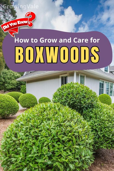 Boxwoods Bush Care Boxwood Bushes, Baby Gem Boxwood, Gem Boxwood, Boxwood Shrub, Winter Gem Boxwood, Boxwood Bush, Box Wood Shrub, Yard Garden Design, Front Yard Garden Design