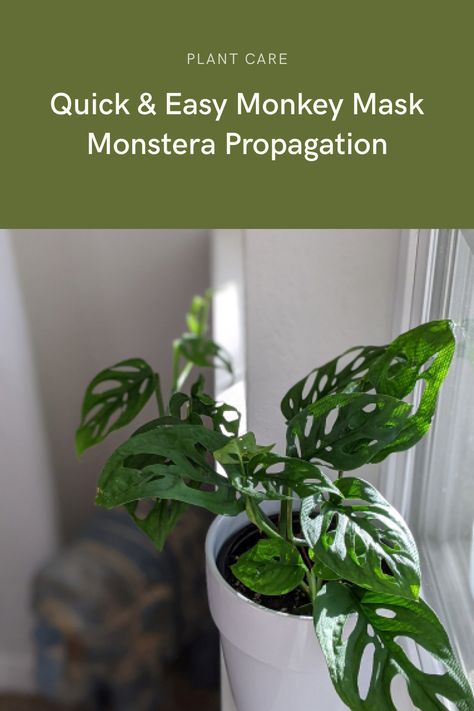 It's sometimes too easy to get bogged down in complex guides and posts. Here's our quick and easy Monkey Mask Monstera propagation guide, with everything you need to safely and successfully propagate your Monkey Mask Monstera. You'll find out why it's a great thing to do, how to do it and all of the kit you might need to propagate your Monkey Mask Monstera correctly everytime. Monstera Propagation, Monstera Monkey Mask, Monkey Plant, Monstera Plants, Air Layering, Monkey Mask, Plant Wishlist, Rooting Hormone, Plant Information