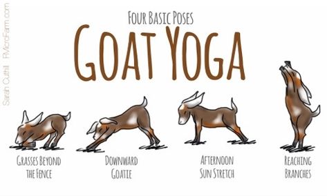 Gershwin & Gertie is now serving up Goat Yoga in Southern California! Goat Humor, Goat Quotes, Goat Quote, Goat Life, Goat Ideas, Yoga Web, Yoga Meme, Goat Picture, Totes Ma Goats