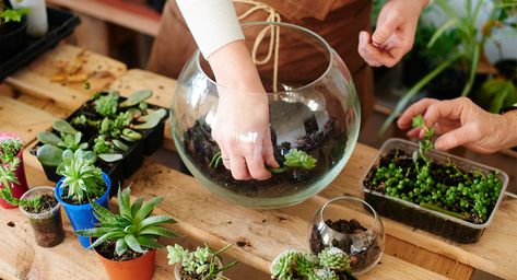 How to Make a Terrarium In a Few Easy Steps - A Beginner’s Guide Succulent Terrarium Ideas, Terrarium Tutorial, Reuse Jars, Cool Succulents, Make A Terrarium, Botanical Display, Desk At Work, Diy Succulent Terrarium, Terrarium Ideas