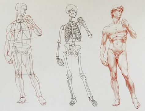 12 Principles of Constructive Drawing - Drawing Academy | Drawing Academy Drawing Male Anatomy, Drawing Principles, Constructive Drawing, London Drawing, Figure Anatomy, Drawing Base Poses, Man Anatomy, Skeleton Drawings, Drawing Men