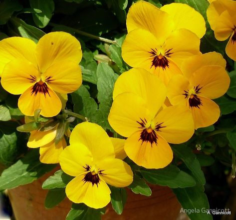 Pretty Yellow Pansies Yellow Pansy, Orange Pansy Flower, Yellow Pansy Flower, Pansy Photo, Pansy Ceramic, Purple Pansy Aesthetic, Roses Drawing, Pansies Flowers, Wall Garden