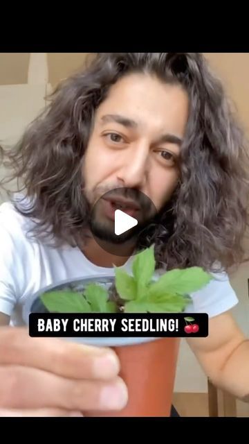 𝐆𝐚𝐫𝐝𝐞𝐧𝐢𝐧𝐠 | 𝐏𝐥𝐚𝐧𝐭𝐢𝐧𝐠 | 𝐇𝐚𝐫𝐯𝐞𝐬𝐭𝐢𝐧𝐠 on Instagram: "How To Grow Cherries From Seed 🍒🌸 - This video belongs to @creative_explained so go check out their Instagram. Don’t forget to follow for more knowledgeable gardening tips @gardeners.academy ! 💚 This is shared for the purpose of spreading positivity. If the content OWNER (visual/audio) of this post has any issue, dm me and I’ll remove the post. - (All rights® are reserved & belong to their respective owners) - Credits🎥 @creative_explained Publisher 🎬@gardeners.academy - #cherry #cherries #growyourfood #fruittrees #howto #permaculture #seedsaving" Cherry Seeds How To Grow, How To Grow Cherries, Cherry Seeds, Creative Explained, Gardening Planting, Spreading Positivity, Seed Saving, Sour Cherry, Cherry Tree