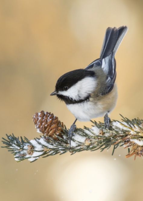 Chestnut Backed Chickadee, Bird Looking Down, Black Capped Chickadee Drawing, Flying Chickadee, Blackbird Drawing, Chickadee Photography, Chickadee Drawing, Chickadee Tattoo, Evening Grosbeak