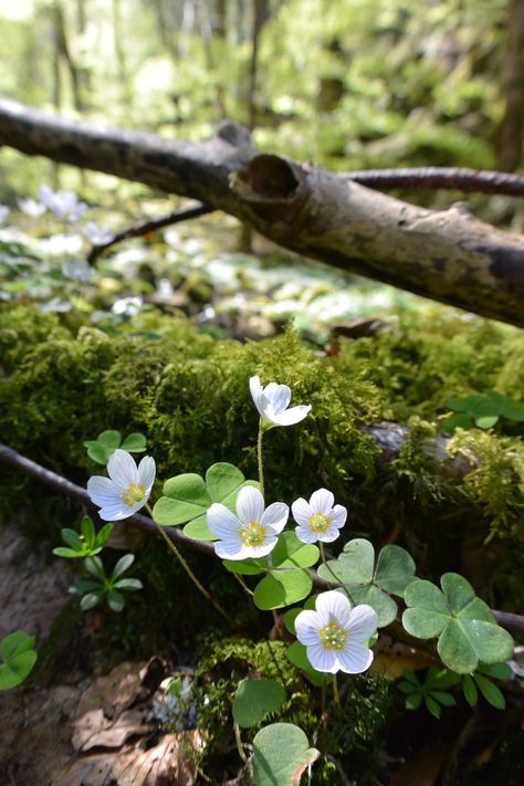 Flower Aesthetic White, White Flower Aesthetic, White Flowers Aesthetic, White Flower Arrangement, Dancing Lights, White Clover, Woodland Flowers, White Forest, Aesthetic Flower