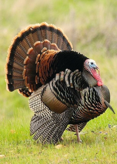 Aesthetic Bird, Wild Turkey Recipes, Farming Land, Whitetail Deer Pictures, Turkey Drawing, Turkey Bird, Turkey Images, Tom Turkey, Wild Animals Photography